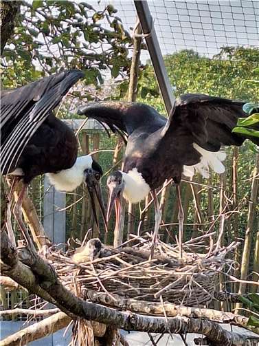 Aktuell sitzen im Nest zwei Küken.  Foto: Zoo Neuwied