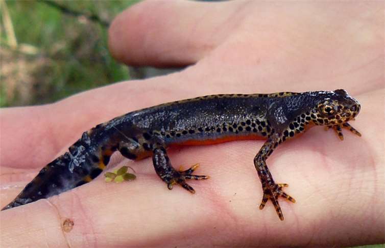 Aktuell sollten Autofahrer besonders aufmerksam sein, da aktuell viele Amphibien auf Wanderung gehen, so auch der Bergmolch.