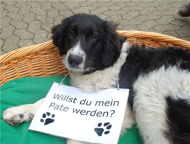 Aktuell sucht Raja, eine 7 Monate alte Herdenschutzhündin, Paten.