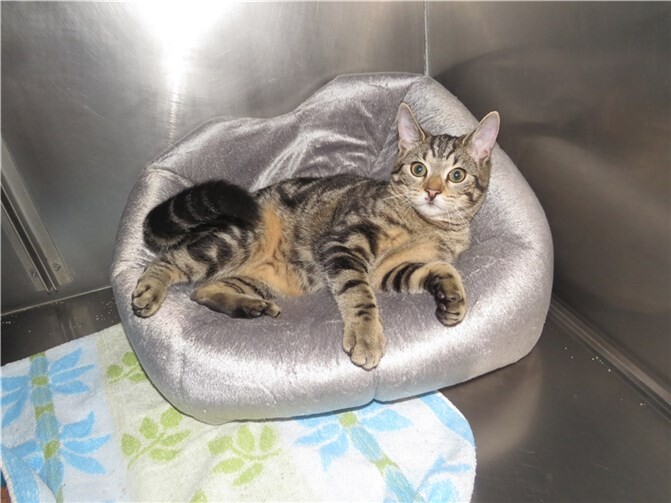 Alana.  Fotos: privat