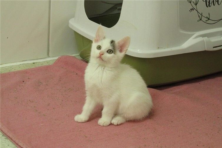 Alanis und ihre Schwester Aaliyah suchen ein neues Heim als Wohnungskatzen.