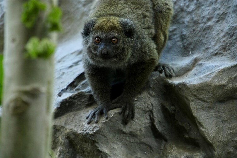 Alaotra-Halbmakis gelten laut der Roten Liste der Weltnaturschutzunion IUCN als „critically endangered“, also vom Aussterben bedroht.