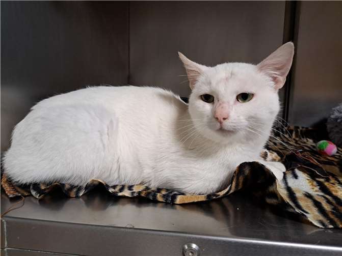 Alarik. Fotos: Katzenhilfe Westerwald e. V.