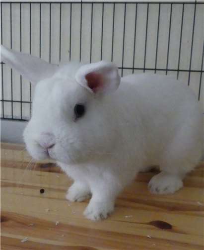 Alaska sucht ein neues Zuhause.Foto: Tierheim Andernach