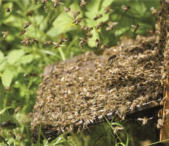Albert Einstein soll einmal gesagt haben: „Wenn die Bienen aussterben, sterben vier Jahre später auch die Menschen aus.“ Harry Neumann