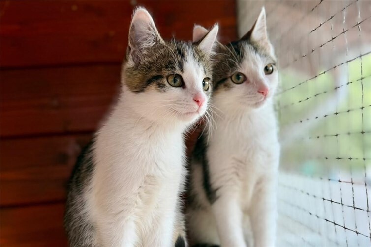 Alfi &Twiggy