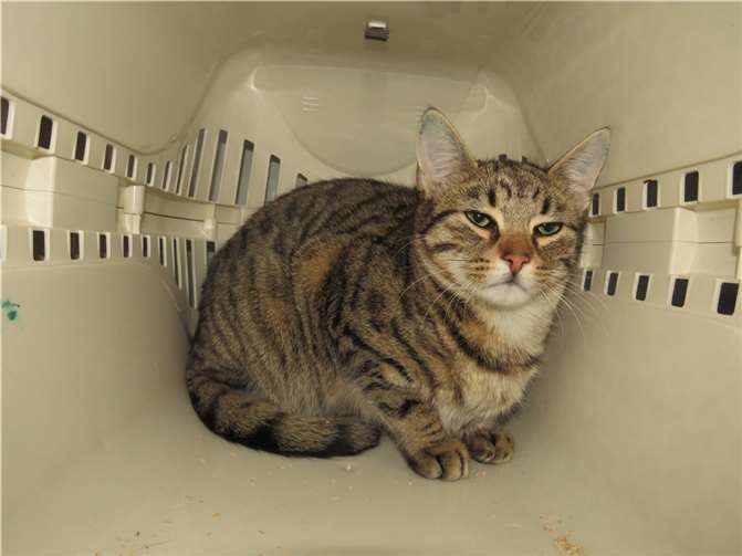 Alfie  Fotos: Katzenhilfe Westerwald