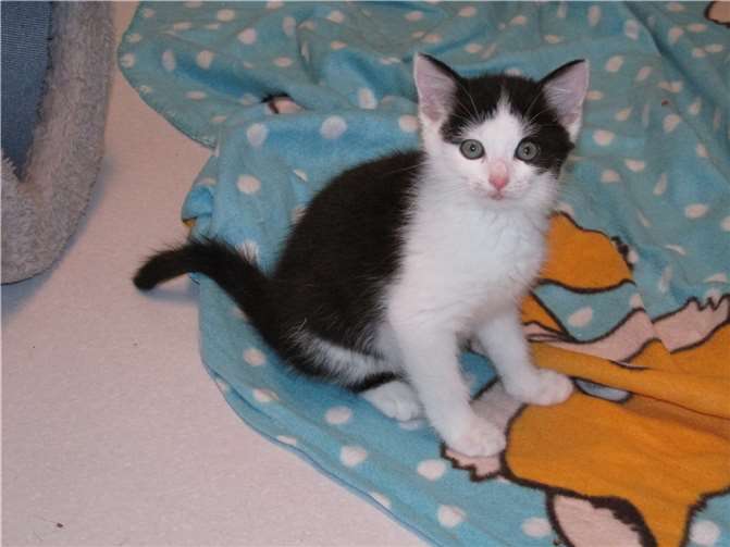 Alfine.  Foto: Katzenhilfe WW