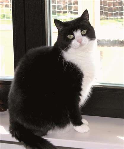 Alice ist lieb und schmust sehr gerne.privat