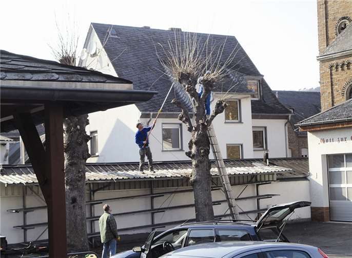 Alken. Auch dieses Jahr wurden die Bäume auf dem ehemaligen Alkener Schulhof von Mitgliedern der Alkener Heimatfreunde wieder beschnitten und in Form gebracht.privat