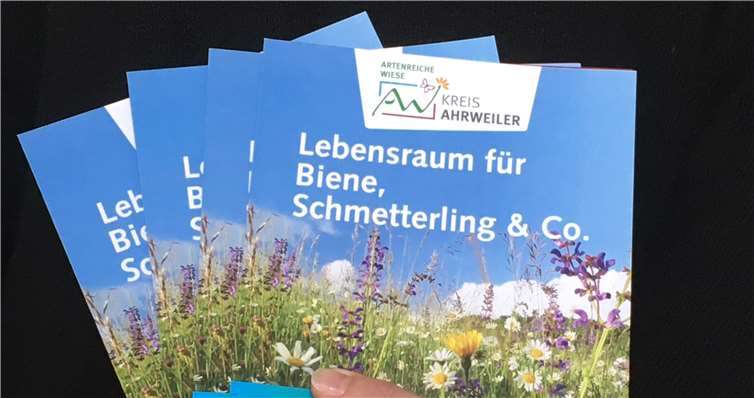 Alle Fördermöglichkeiten auf einen Blick: der neue Flyer zum Förderprogramm „Artenreiche Wiese – Lebensraum für Biene, Schmetterling & Co.“ der Kreisverwaltung Ahrweiler. Foto: Kreisverwaltung