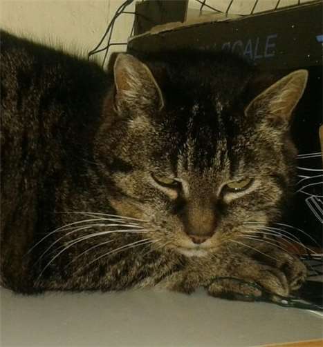 Alle Katzendamen, hier Josy, sind schon etwas älter.