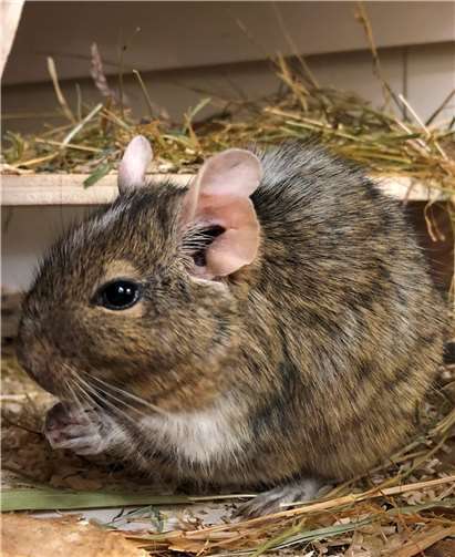 Alle vier lieben es zu graben und in ihren Holzrädern zu laufen. Foto: privat