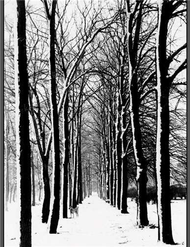 „Allee im Schnee“ ein Werk von Frau Stegerprivat