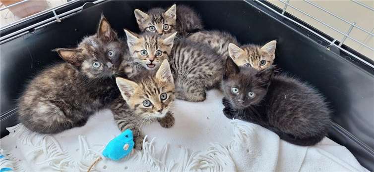 Allein im Juni kamen 17 Kitten zur Welt.  Foto: privat