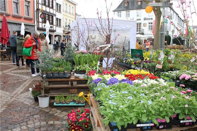 Allerlei Frühlingsboten gab es auf dem Ahrweiler Marktplatz zu entdecken.