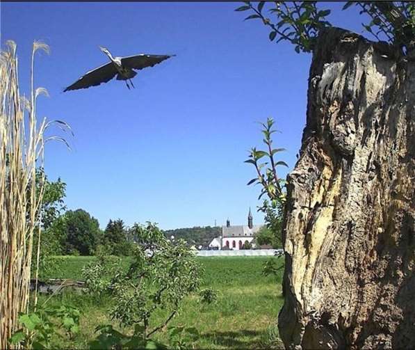 „Alles ist miteinander verbunden.“ Diese uralte Weide wurde im Naturschutzgarten Niederwerth neu gepflanzt.  Foto: Stefan Krumme