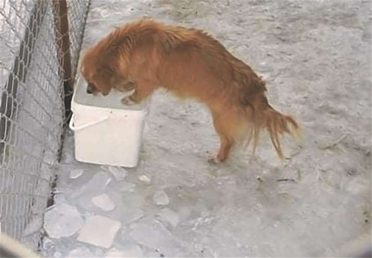 Alles ist zugefroren, auch das Wasser in den Trinkgefäßen.