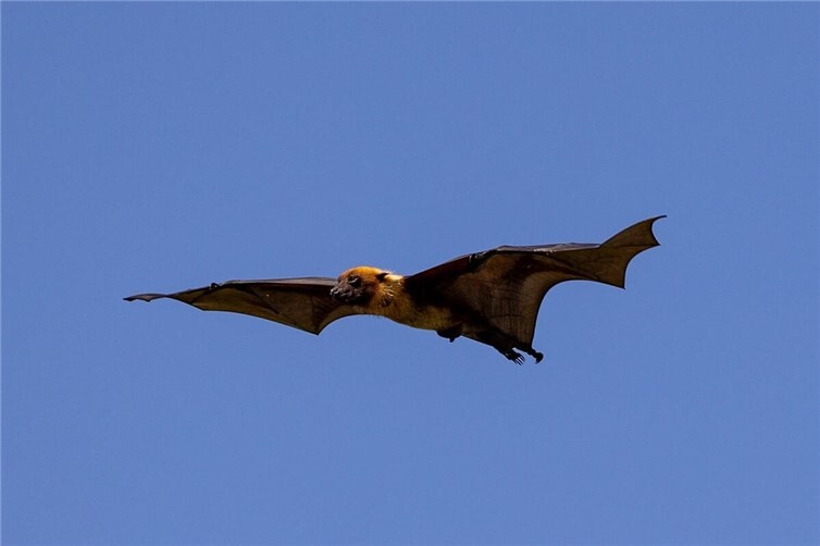 Alles rund um die Fledermaus erfahren interessierte bei der Fledermausexkursion des Westerwald-Verein.