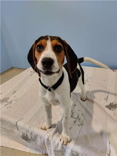 Alma. Quellen: Tierheim Andernach