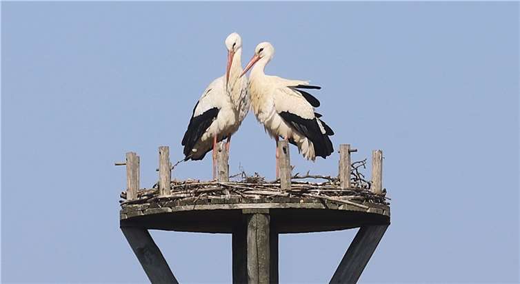 Als Untere Naturschutzbehörde appelliert die Kreisverwaltung Mayen-Koblenz daher an das Verständnis in der Bevölkerung, die Tiere in Ruhe zu lassen.  Foto: Jörg Hilgers