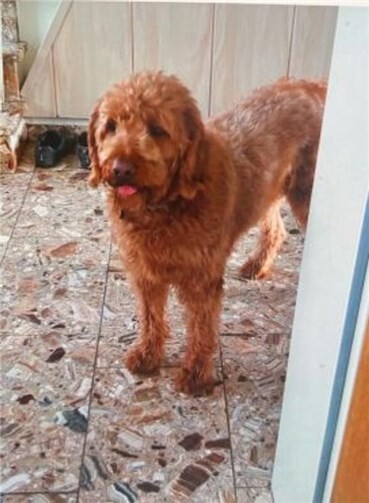 Als der Vermisste zuletzt gesehen wurde, war er zu einem Spaziergang mit seinem Hund aufgebrochen