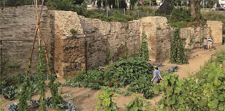 Als deutschlandweit erste Kommune hat die Stadt Andernach auf öffentlichen Grünflächen Obst, Gemüse und Kräuter zum kostenlosen Pflücken angepflanzt.privat