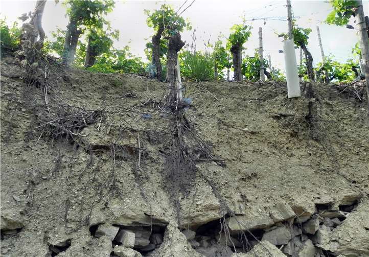 Alte Reben wurzeln in der Regel mehrere Meter. Paul Gieler