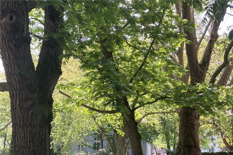 Alter Baumbestand im hinteren Park des kurfürstlichen Schlosses 