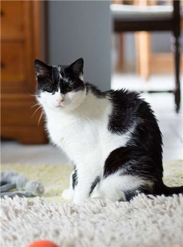 Wir brauchen mehr Pflegestellen Alter Streunerkater, verlor auf der Straße ein Auge und wurde von Tierquäler mit Luftgewehr angeschossen. Auf einem Gnadenbrotplatz bei liebevollen Vereinsmitgliedern genießt er seinen Lebensabend - denn er hatte früher mal ein Zuhause und ist anhänglich und zahm.