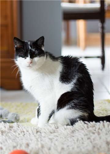 Alter Streunerkater, verlor auf der Straße ein Auge und wurde einem mit Luftgewehr angeschossen.Fotos: Katzenhilfe Koblenz
