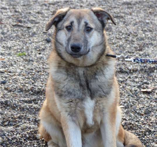 Altersbedingt ist Daisy noch sehr verspielt.privat