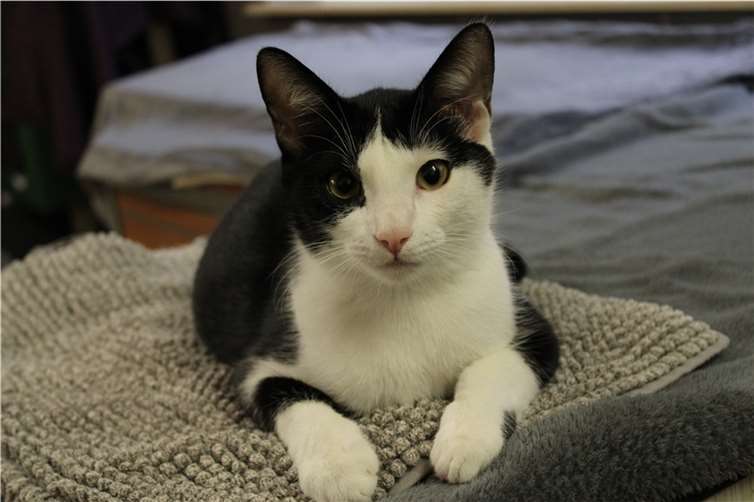 Alvin. Foto: Tierheim u. Tierschutzverein Kreis Ahrweiler e.V. , Claus Krah