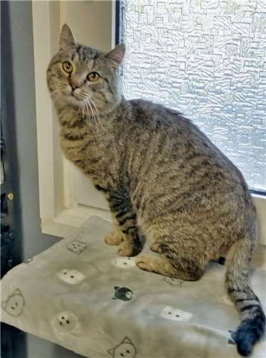 Alwin sucht ein neues Zuhause mit Freigang. Fotos: privat