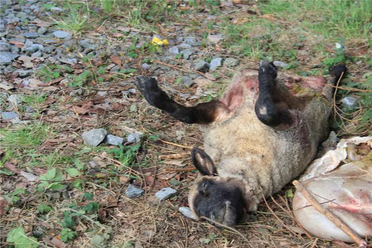Am 13. September wurden im Brohtal ein Schaf gerissen - mutmaßlich von einem Wolf. Foto: GS