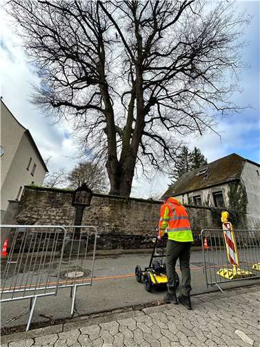 Am 14. März 2024 wurde in der Fallerstraße eine vom Ältestenrat des Mendiger Stadtrats in Auftrag gegebene GeoRadar-Messung/Wurzeldetektion sowie eine Schalltomograph-Untersuchung durch ein unabhängiges Sachverständigenbüro durchgeführt.  Foto: VG-Verwaltung Mendig/Fabian Schneider