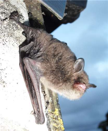 Am 16. August findet eine Fledermausexkursion in Kleinmaischeid statt.Foto: privat