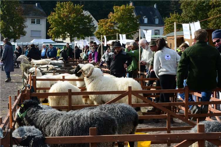 Am 16. Oktober öffnet auf dem Viehmarkt der einzige Schafmarkt in Rheinland-Pfalz seine Tore.  Foto: Archiv/CF
