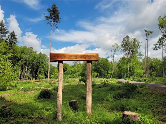 Am 21. Oktober findet die nächste Pflanzaktion im Bendorfer Bürgerwald am Sträßchen statt. Foto: T. Artzdorf