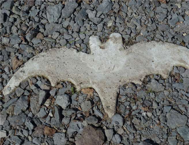 Am 25. August dreht sich alles um die Fledermaus! Stadt Mayen