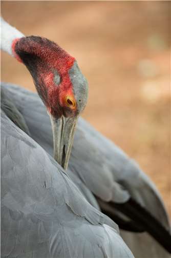 Am 25. März dreht sich alles um Kraniche im Zoo Neuwied. Foto:Marcus Propach
