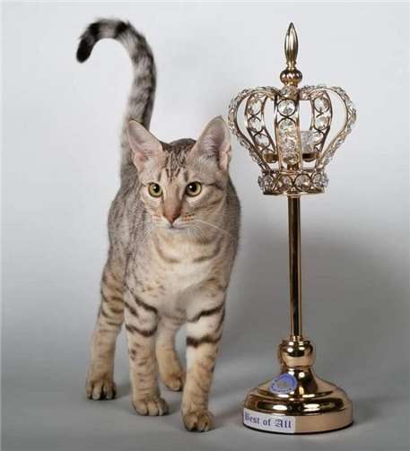 Am 4. & 5. Oktober 2025 schnurrt es in der Stadthalle Münstermaifeld.  Foto: privat