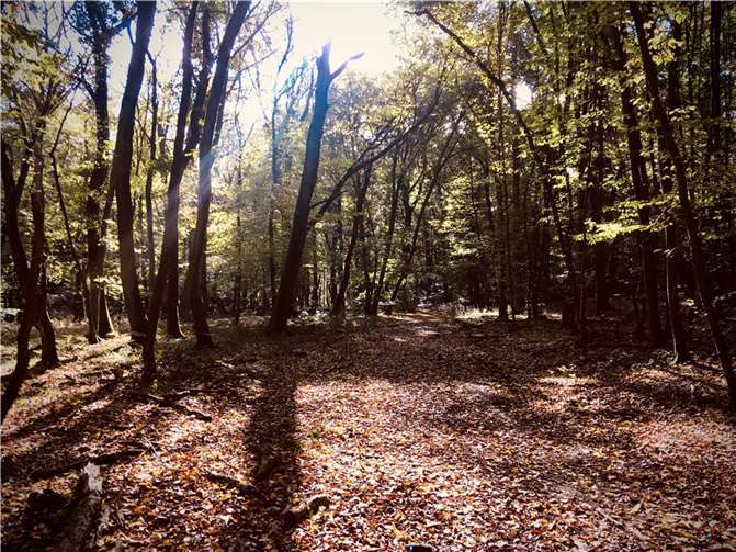 Am 9. April wird eine Waldbegehung für interessierte Bürger stattfinden.  Foto: Stadt Sinzig