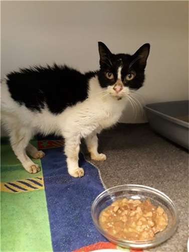 Am Anfang war Agnes nur ein ausgemergeltes Häufchen Elend.  Fotos: Tierschutz Siebengebirge