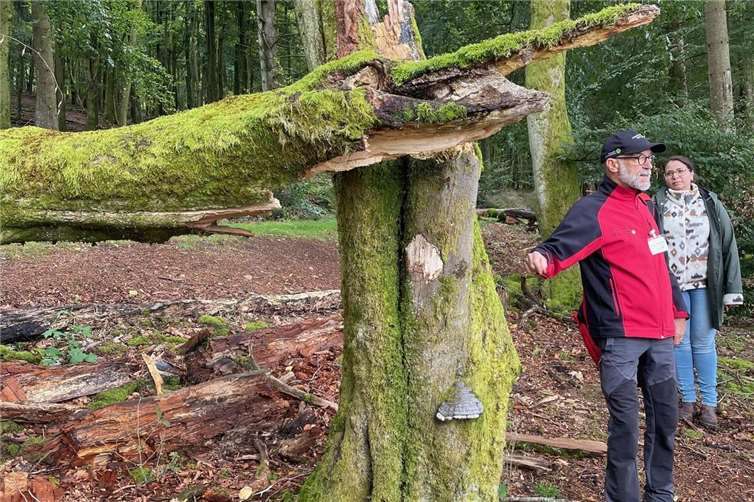 Am Beispiel eines Baumes erläutert Jörg Dietrich, was bei Pilzbefall mit dem Baum passiert: „Sobald der Pilz (hier: Zunderschwamm) außen sichtbar ist, hat der Baum keine Überlebenschance mehr.“ Foto: VG Montabaur / Steffen Koch