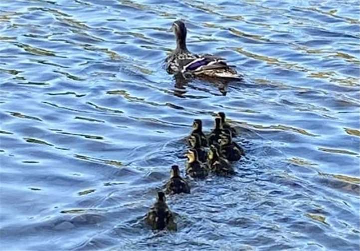 Am Ende konnte die gesamte Entenfamilie vereint davon schwimmen.