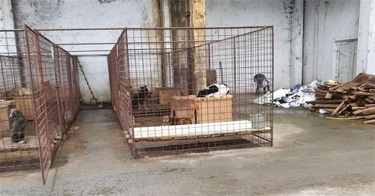 Am Ende konnten 43 von 90 Zwingern, die sich in der Halle des Tierheims befinden, mit neuen Liegeflächen bestückt werden konnten.