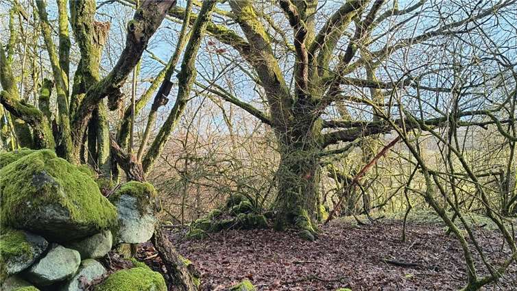 Am Hundsbaum steht ein alter Hutebaum mit einem Lesesteinhaufen – ein idealer Lebensraum für zahlreiche Tier- und Pflanzenarten. Foto: SGD Nord / Stefan Kolling