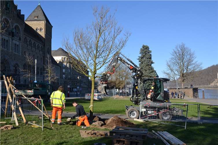 Am Konrad-Adenauer-Ufer, in der Nähe des Pegelhauses, werden derzeit rund 20 Jahre alte Papiermaulbeer-Bäume gepflanzt. Sie ersetzen Magnolien, für die der Standtort nicht geeignet war. Quelle: Stadt Koblenz / Verena Groß
