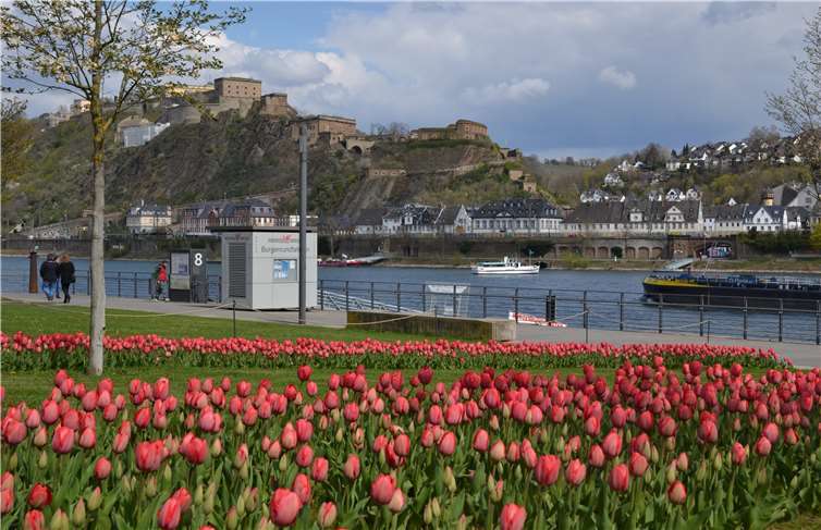 Am Konrad-Adenauer-Ufer leuchten die Blüten der BUGA-Tulpen in der Sonne. Quelle:Stadt Koblenz